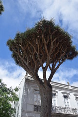 Wysypy Kanaryjskie, Teneryfa © Tomasz