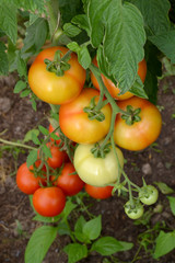 Beautiful ripe red and green organic tomatoes in a greenhouse in the garden. Close up, macro view.
