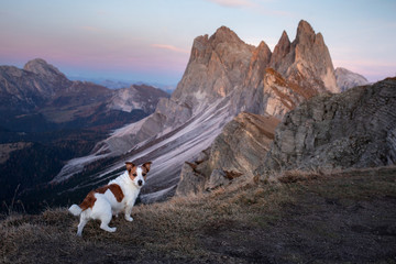 dog in the mountains. little jack russell on the background of rocks at sunset. . Hiking with a pet
