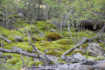 Moss in Siberian Forest
