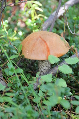 mushroom in Siberian forest