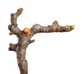 Dry branch of a fruit tree on an isolated white background. Snag.