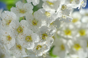 Closeup of A White Spiraea Flowering