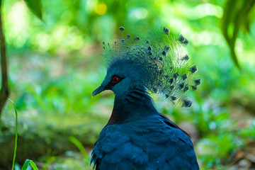 Unusual Crowned Pigeon in a green park. beauty of nature. Bird watching
