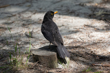 Blackbird sits on a stump in the park. Birds