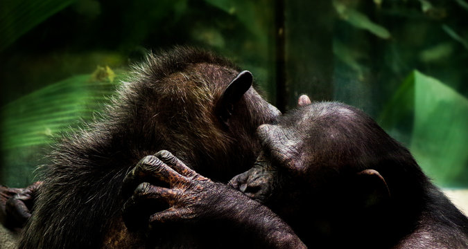 A couple of chimpanzee with love.