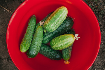We collect a crop of ripe cucumbers