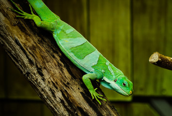 A green iguana on a tree branch.