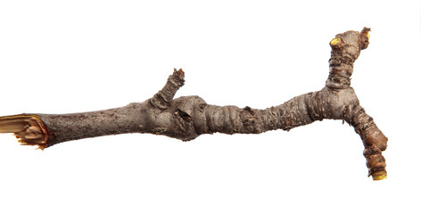 Dry branch of a fruit tree on an isolated white background. Snag.