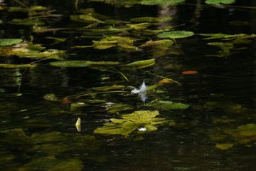 Swan  feather on water lily leaf, Lynford Arboretum, August 2019, Suffolk UK