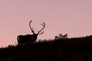 Barren Ground Caribou Bull at Sunrise in Autumn