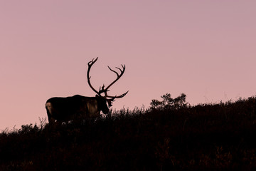 Barren Ground Caribou Bull at Sunrise in Autumn