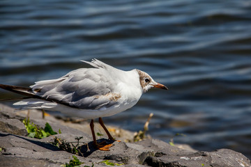 seagull 