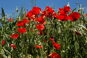 Campo con amapolas.