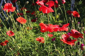 Beautiful gentle poppies flowers in the garden. Natural floral background. Hd wallpaper flowers nature wallpapers for desktop backgrounds.