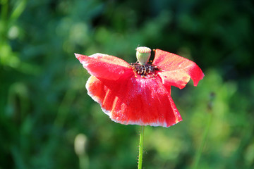 Beautiful gentle poppy flower in the garden. Natural floral background. Hd wallpaper flowers nature...