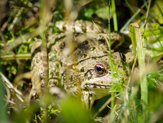 A beautiful little frog in wildlife.