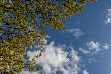 
Tree with yellow flowers in contrast to the blue sky and clouds in the background