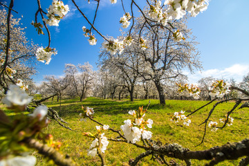 Landscape with blooming cherry tree orchard in Bohemian Paradise