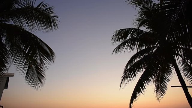 silhouette palm tree with beautiful twilight summer sky at the beach
