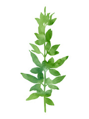 Beautiful green branch. Hand painted decorative image isolated on a white background. Watercolour botanical picture for creative design of posters, cards, invitations, banners, websites.