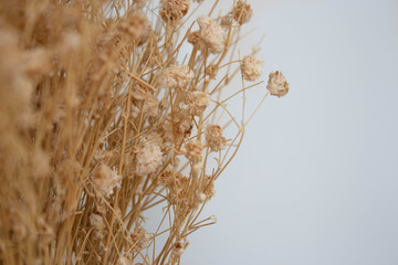 Dried flowers. On a white background. For home decor.
Place for text or advertisement. View from above
