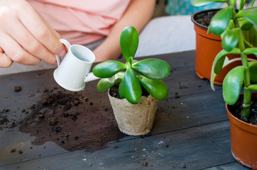 mini succulent in a peat pot house plants after transplanting