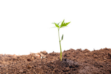 Green sprout growing out from soil isolated on white background