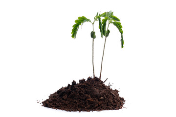 Green sprout growing out from soil isolated on white background