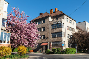  sakura trees on the streets of city