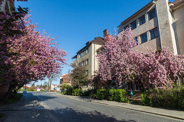  sakura trees on the streets of city
