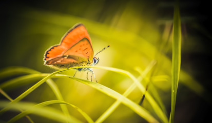 motyl © Marcin