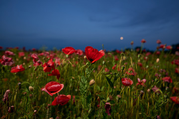 Poppy field at sunset, red poppies on a background of blue sky with moon