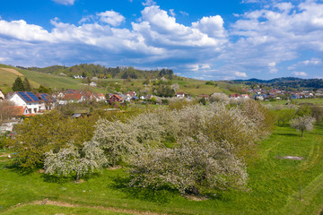 Fototapeta na wymiar Landscape with blossoming fruit trees near Ortenberg