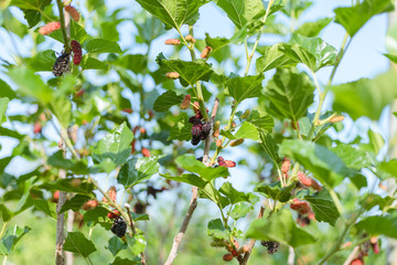 The red fruits of mulberry trees