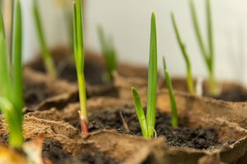 Green growing garlic planted in a peat container