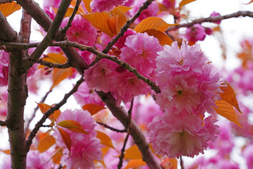Billowy pink blossoms of a sakura cherry prunus tree with bronze red leaves in spring