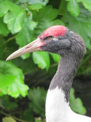 Black-necked crane