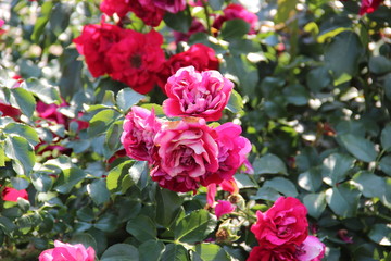 Beautiful tender roses flowers in the garden. Natural floral background. Hd wallpaper flowers nature wallpapers for desktop backgrounds.