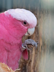 Pink Cockatoo