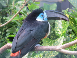 Yolk toucan © Michael