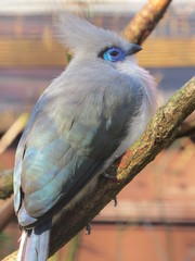 Hooded silk cuckoo