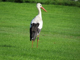 Stork