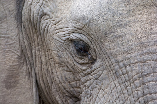 Close up of the face of an African Elephant (Loxodonta africana)