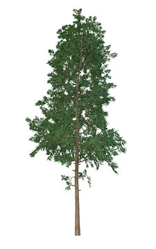 Coniferous trees on an isolated background.