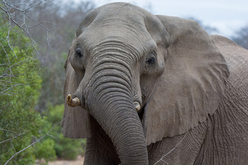 African Elephant (Loxodonta africana) in the bush of the Sabi Sands Reserve, South Africa