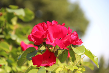 Beautiful tender roses flowers in the garden. Natural floral background. Hd wallpaper flowers nature wallpapers for desktop backgrounds.