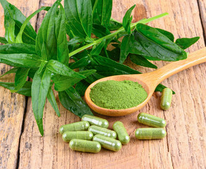 Kariyat,Andrographis paniculata leaf and capsule on wooden background