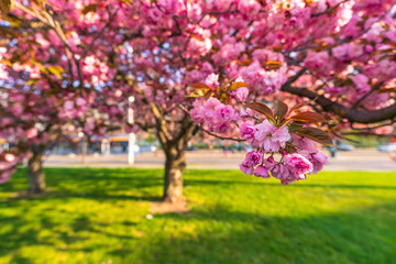 Pink cherry blossom in spring