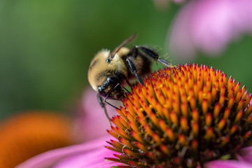 bee feeding on a purple cone flower